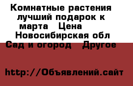 Комнатные растения - лучший подарок к 8 марта › Цена ­ 150 - Новосибирская обл. Сад и огород » Другое   